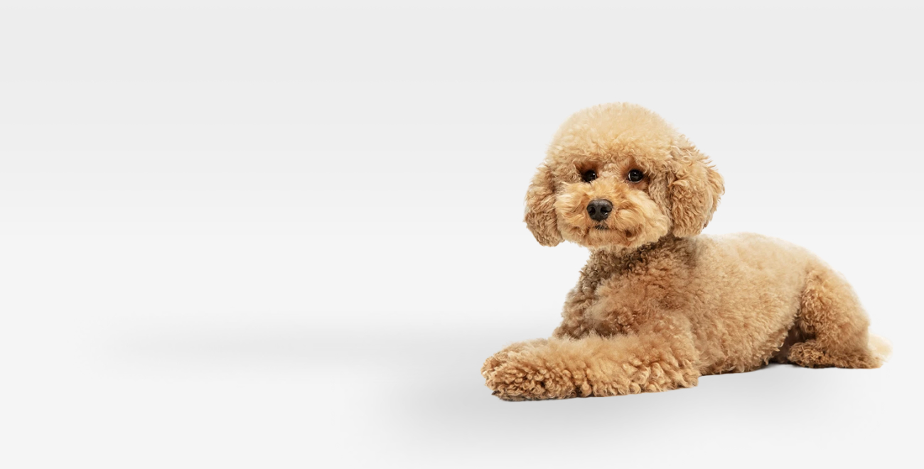 Услуги груминга